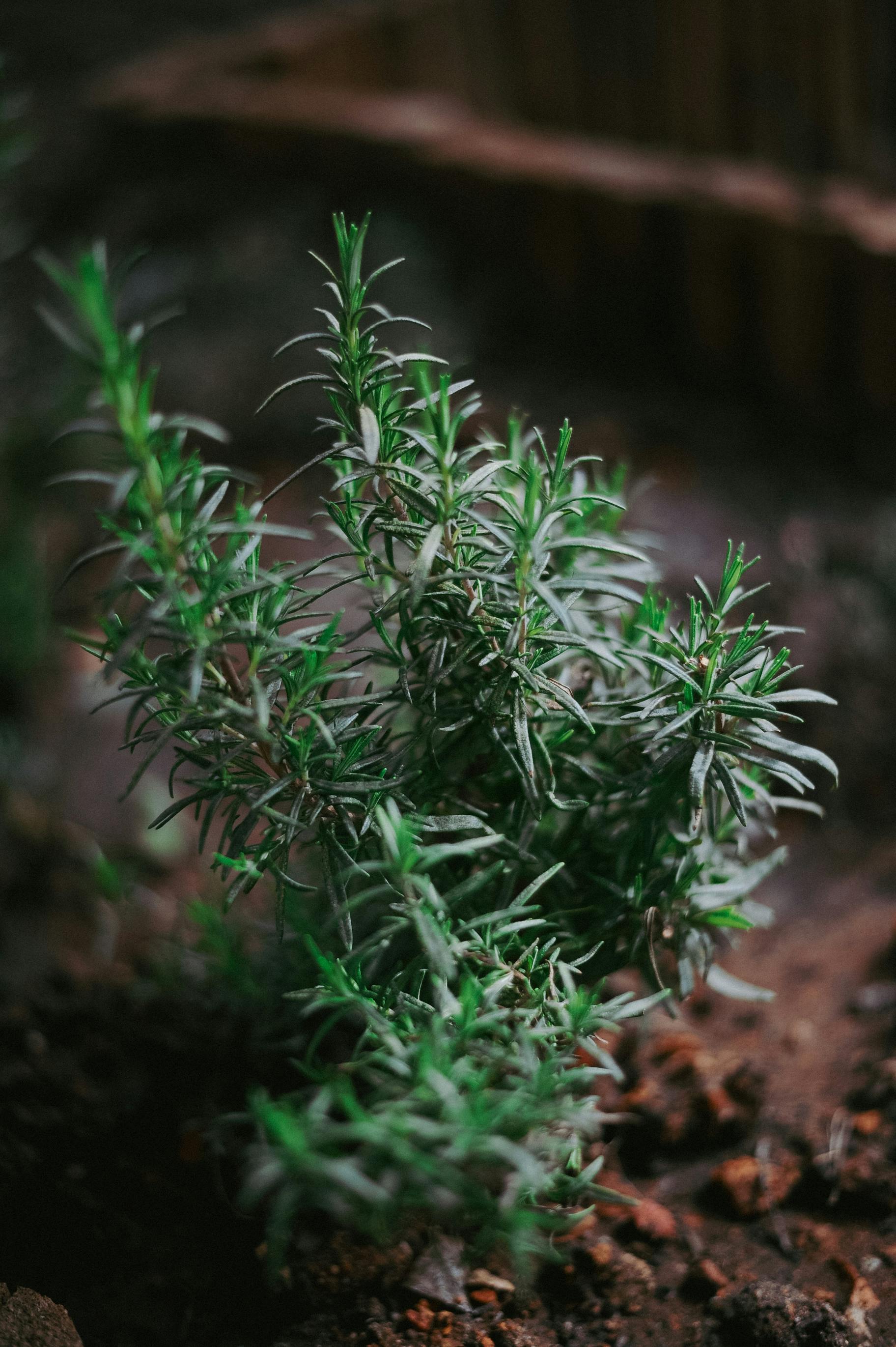 The Natural Boost Your Hair Needs