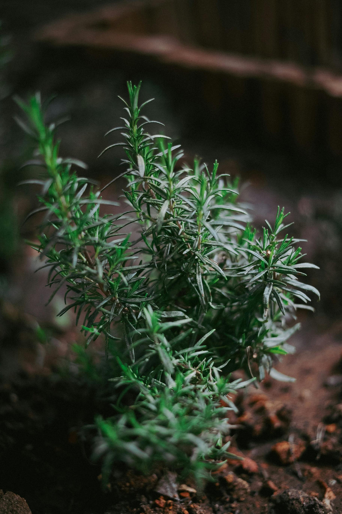 The Natural Boost Your Hair Needs