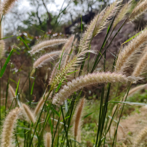 Wheat Germ