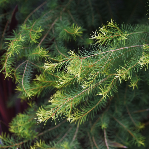 Tea Tree