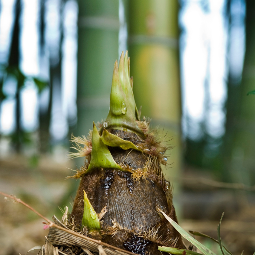 Bamboo Shoot