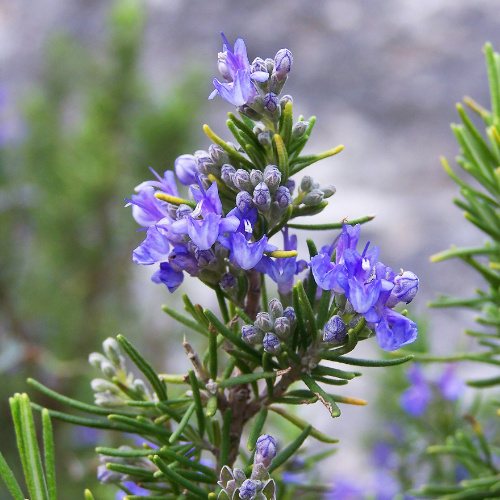 Rosemary