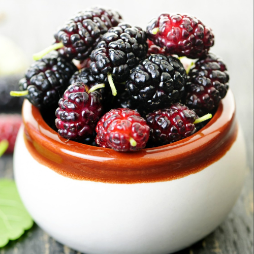 Mulberry Extract
